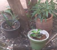 Praça da República (2).jpg